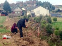 tying up transplanted trees.
